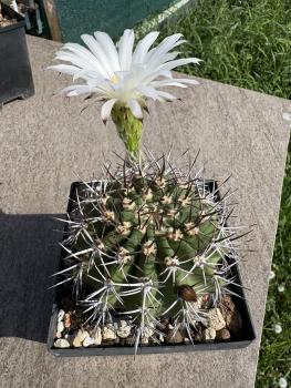 Acanthocalycium peitscherianum